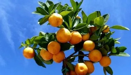 Cum să aibă grijă de mandarinele de uz casnic Cum să aibă grijă de mandarinele de uz casnic