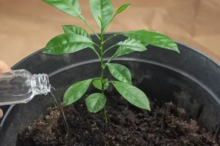 Cum să aibă grijă de mandarinele de uz casnic Cum să aibă grijă de mandarinele de uz casnic