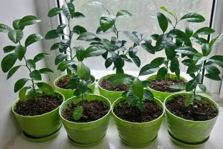 Cum să aibă grijă de mandarinele de uz casnic Cum să aibă grijă de mandarinele de uz casnic
