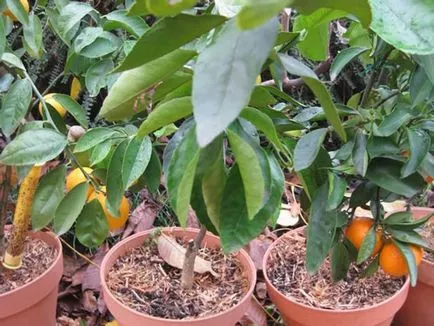 Cum să aibă grijă de mandarinele de uz casnic Cum să aibă grijă de mandarinele de uz casnic