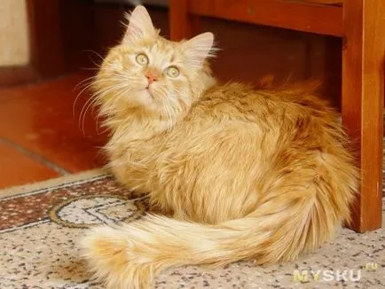 Furminators pentru pisici comentarii