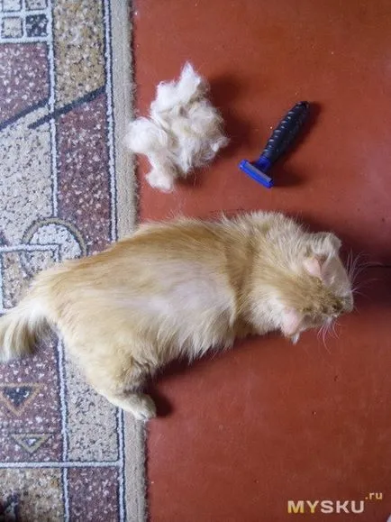 Furminators pentru pisici comentarii