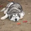 În cazul în care câinele te mușcă În cazul în care câinele te mușcă