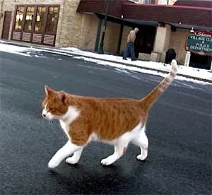 Cat Freddy Sharon Cat Freddy Sharon