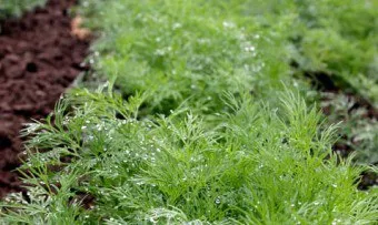 Cum de a planta ceapa pe verdeață Cum de a planta ceapa pe verdeață