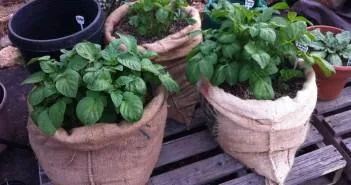 Cultivarea cartofi în saci