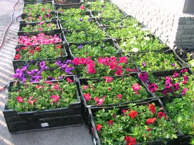 Ce să crească răsaduri de flori Ce să crească răsaduri de flori