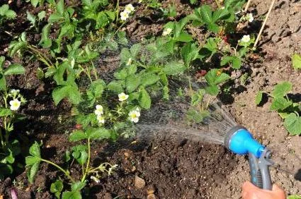 Cum să crească căpșuni în câmp deschis Cum să crească căpșuni în câmp deschis