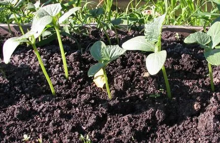 Când să planteze castraveți în teren deschis Când să planteze castraveți în teren deschis