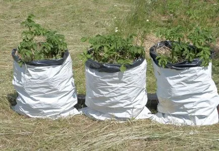 Cultivarea cartofi în saci