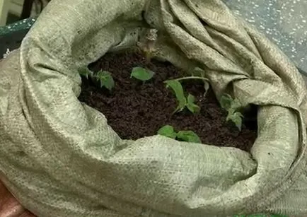 Cultivarea cartofi în saci Cultivarea cartofi în saci
