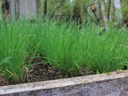 Cum de a planta ceapa pe verdeață Cum de a planta ceapa pe verdeață
