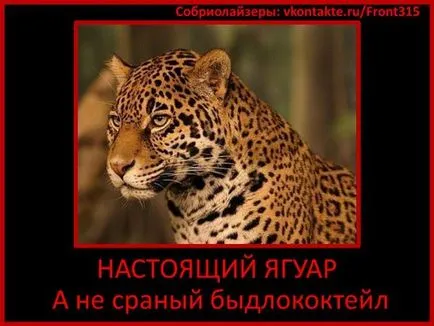 Jaguar ce este