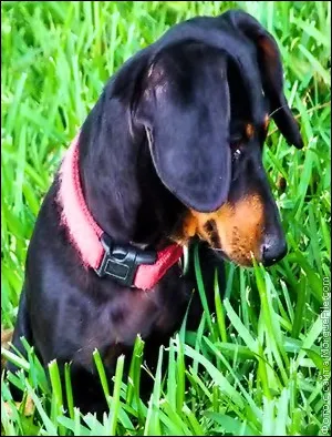 Boli ale urechii unui câine Boli ale urechii unui câine