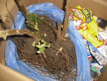 Cum să crească o crizantema Cum să crească o crizantema