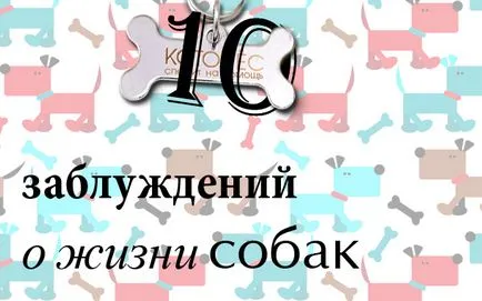 10 conceptii gresite despre viata caini