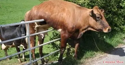 16 Dovada că vacile place să aibă mai mult decât crezi