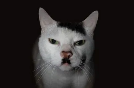 20 Cele mai populare pisici Internet umkra