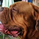 Descriere Alano spaniolă Bulldog, fotografii, video natura