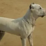 Descriere Alano spaniolă Bulldog, fotografii, video natura
