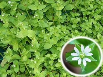 Alergia la tratamentul de semne de soare remedii populare - 30 rețete! (simptome) Alergia la tratamentul de semne de soare remedii populare - 30 rețete!