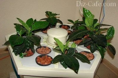 Aeroponics mâinile lor cum să crească plante pe ser fiziologic (aeroponics soluțiile lor mâini pentru aeroponics) Aeroponics propriile mâini cum să crească plante în soluția