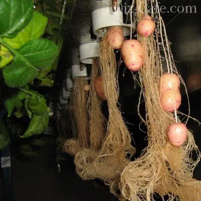 Aeroponics propriile mâini cum să crească plante pe soluția (sa) Aeroponics propriile mâini cum să crească plante în soluția