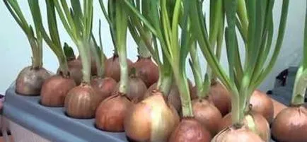 beneficii Aeroponics, tehnici, echipamente