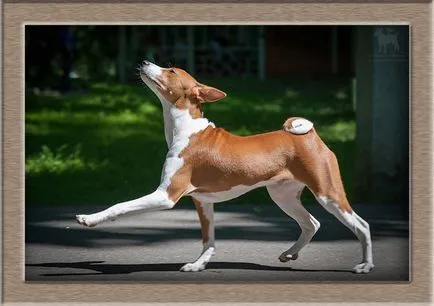 Basenji african - unic pentru iubitorii de câini de exotice (unic) Basenji african - unic pentru iubitorii de câini de exotice