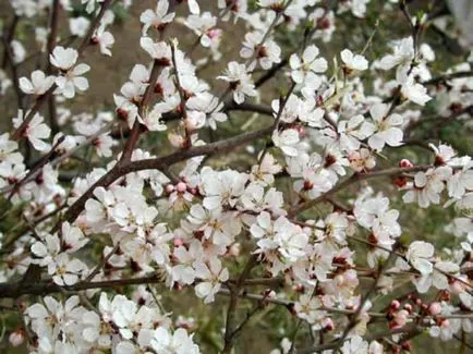 Caise - arbori și arbuști ornamentali