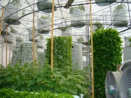 Aeroponics propriile mâini 6 modalități de a crește planta în aer