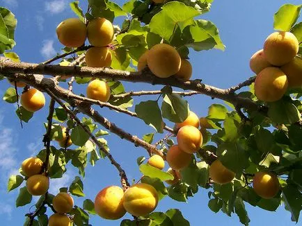 Caise - arbori și arbuști ornamentali
