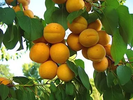 flori de caise, dar poartă fructe