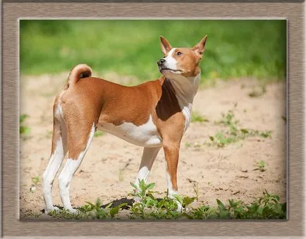 Basenji african - unic pentru iubitorii de caini de exotism (pui) Basenji african - unic pentru iubitorii de câini de exotice