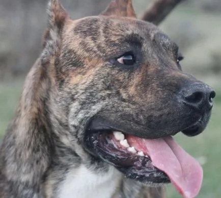 Descriere Alano spaniolă Bulldog, fotografii, video natura