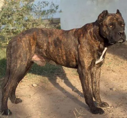 Descriere Alano spaniolă Bulldog, fotografii, video natura