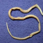 Dimensiunea limbrici, structura