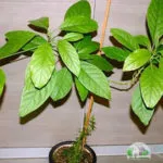 Avocado la domiciliu - secretele de creștere