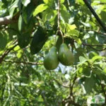 Avocado la domiciliu - secretele de creștere