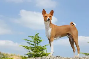 Basenji - un caine care nu latra descriere rasa terrier, congo comportamente și de formare
