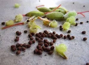 secrete grădină Impatiens de plantare și îngrijire de plante (gradina) secrete grădină Impatiens de plantare și îngrijire de plante