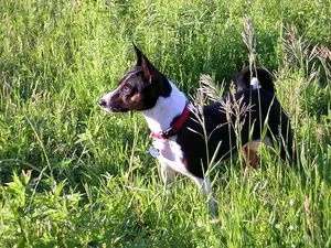 Basenji - un caine care nu latra descriere rasa terrier, congo comportamente și de formare