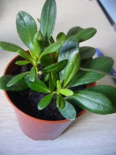Reproducerea Azaleea in casa prin semințe, butași și altoire corect (cum sa transplant Azalea) Reproducerea Azaleea in casa prin semințe, butași și altoire corecte