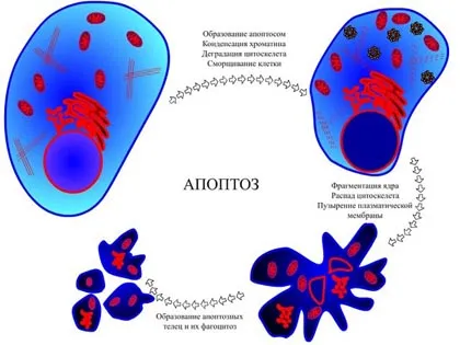 apoptoza celulelor