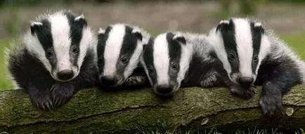 fotografii descriere, tipuri, în cazul în care viața, ceea ce mănâncă, (bursuc) - Badger Badger - descriere, tipuri, în cazul în care viața, ceea ce mănâncă, fotografii