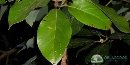 Avocado la domiciliu - secretele de creștere