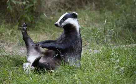 Badger - descriere, tipuri, în cazul în care viața, ceea ce mănâncă, foto (e) de Badger - descriere, tipuri, în cazul în care viața, ceea ce mănâncă, fotografii