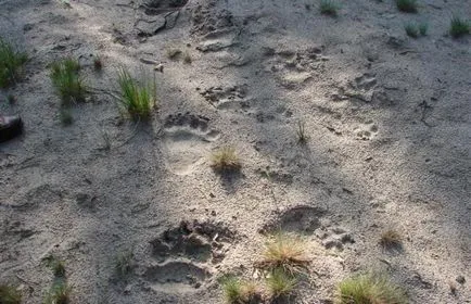 Badger animale și evaluate decât carnea, și grăsime