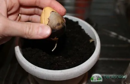 Avocado la domiciliu - secretele de creștere