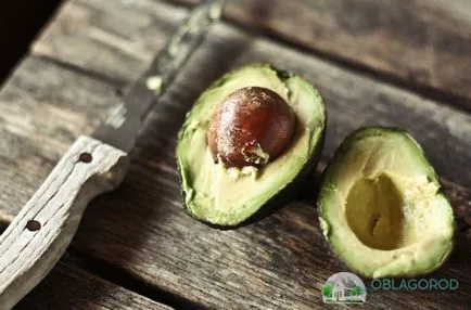 Avocado la domiciliu - secretele de creștere